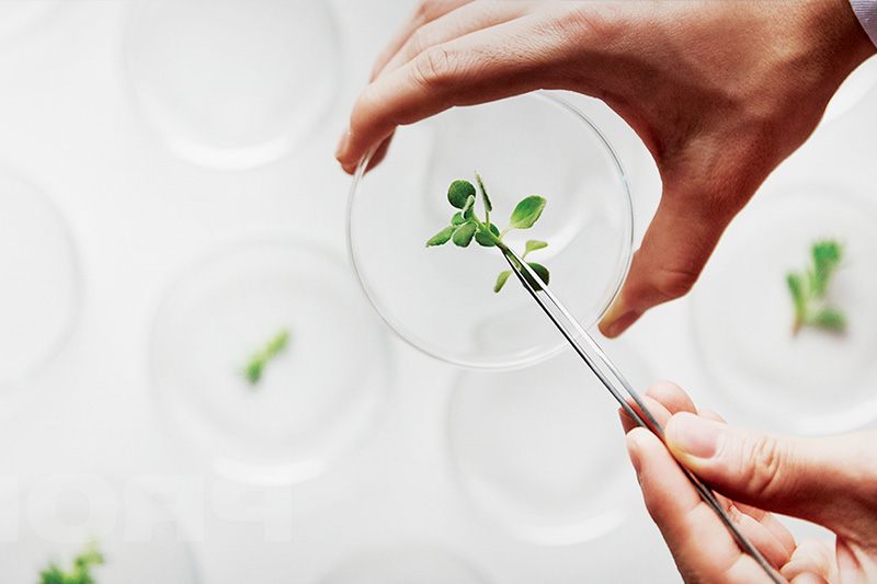 植酸在食品抗氧化、防腐中的應(yīng)用